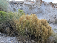 Cuscuta denticulata