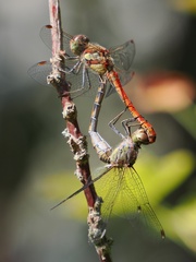 Sympetrum striolatum