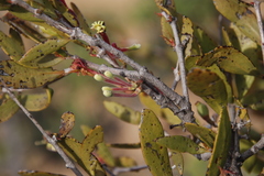 Tapinanthus