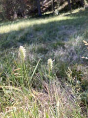Phleum alpinum