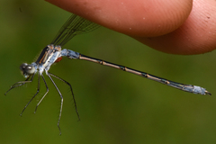 Arrenurus