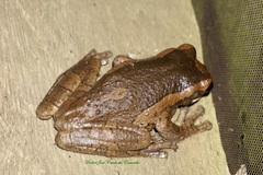Trachycephalus typhonius