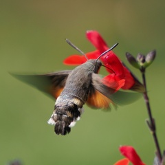 Macroglossum stellatarum