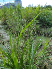 Epilobium leptophyllum