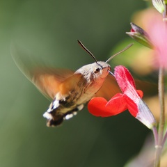 Macroglossum stellatarum