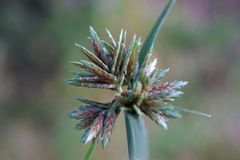 Cyperus glaber