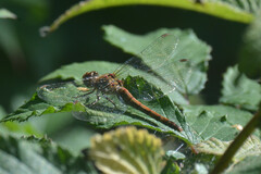 Sympetrum striolatum