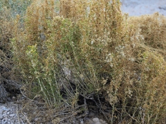Cuscuta denticulata