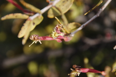 Tapinanthus