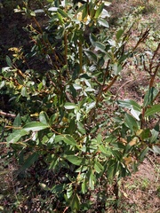 Salix planifolia