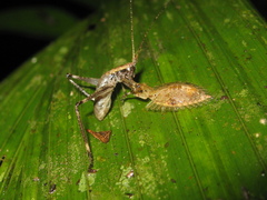 Neuroptera