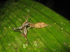 Neuroptera