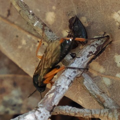 Pimpla