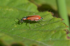Anthocomus rufus