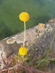 Cota tinctoria
