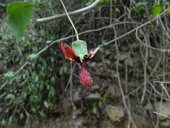 Abutilon pedunculare