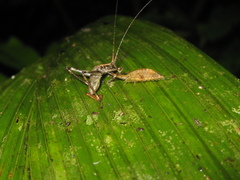 Neuroptera