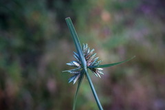 Cyperus glaber