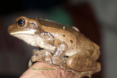 Trachycephalus typhonius