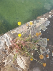 Cota tinctoria