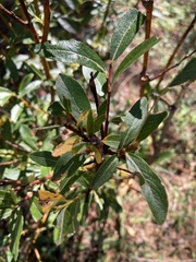 Salix planifolia
