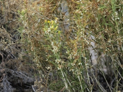 Cuscuta denticulata