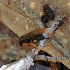 Pimpla