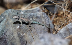 Sceloporus jarrovii