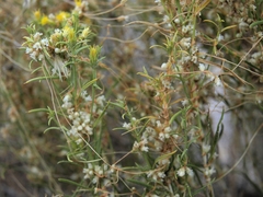 Cuscuta denticulata