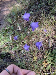 Campanula rotundifolia