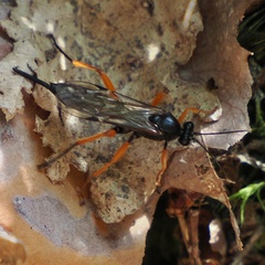 Pimpla