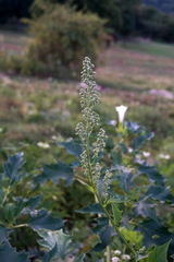 Chenopodiastrum hybridum