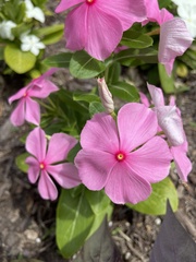 Catharanthus