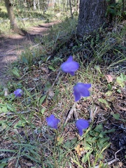 Campanula rotundifolia