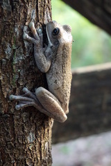 Trachycephalus typhonius