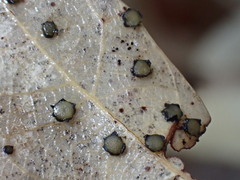 Coccomyces coronatus