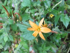 Echeandia michoacensis