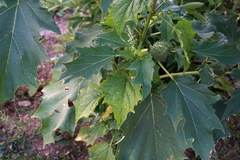 Chenopodiastrum hybridum