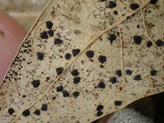 Coccomyces coronatus