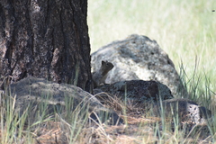Otospermophilus variegatus