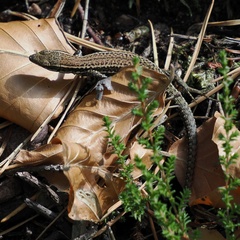 Podarcis muralis