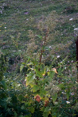 Chenopodiastrum hybridum