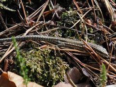 Podarcis muralis