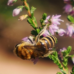 Colletes succinctus