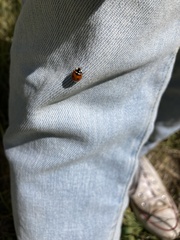 Coccinella transversoguttata