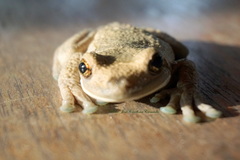 Trachycephalus typhonius