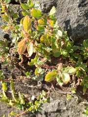 Parietaria judaica