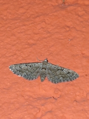 Eupithecia