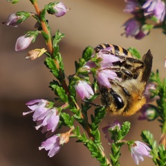 Colletes succinctus