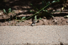 Sceloporus tristichus
